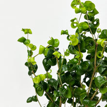 画像をギャラリービューアに読み込む, 【数量限定】フィカス・ベンジャミン バロック 5号