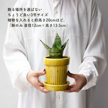 画像をギャラリービューアに読み込む, 【土を使わない観葉植物】テーブルプランツ(Table Plants)1品種×Kaunis Standard鉢セット