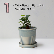 画像をギャラリービューアに読み込む, 【土を使わない観葉植物】テーブルプランツ(Table Plants)1品種×Sentir鉢セット