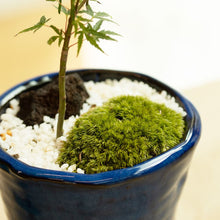 画像をギャラリービューアに読み込む, もみじのミニ盆栽 萬古焼鉢セット 3.5号 1鉢