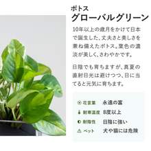 画像をギャラリービューアに読み込む, 【土を使わない観葉植物】テーブルプランツ キューブ (Table Plants CUBE) ポトス2品種寄せ植え