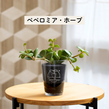 画像をギャラリービューアに読み込む, 【土を使わない観葉植物】テーブルプランツ(Table Plants) ペペロミア