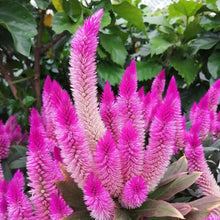 画像をギャラリービューアに読み込む, 【販売期間:8月20日まで】セロシア ダークカラカス 3鉢