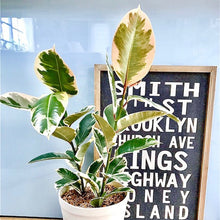 画像をギャラリービューアに読み込む, フィカス・ティネケ 7号 フレックスポットセット