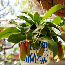 画像をギャラリービューアに読み込む, 【販売期間:7月2日まで】ネペンテス・レディラック 1鉢