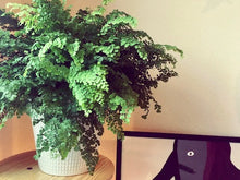 画像をギャラリービューアに読み込む, アジアンタム・フラグランス 5号 アーバンプランツポットセット