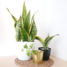 画像をギャラリービューアに読み込む, サンスベリア・ローレンティー(トラノオ) 4号 鉢カバーセット