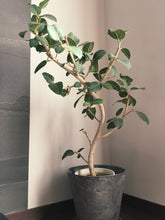 画像をギャラリービューアに読み込む, 【一点物】フィカス・ベンガレンシス 8号 高さ約140cm 沖縄の観葉植物 No.533