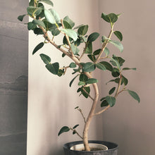 画像をギャラリービューアに読み込む, フィカス・ベンガレンシス 8号 沖縄の観葉植物 高さ約140〜160cm No.551