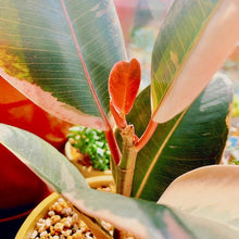 画像をギャラリービューアに読み込む, フィカス・ティネケ 7号 フレックスポットセット