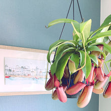 画像をギャラリービューアに読み込む, 【販売期間:7月2日まで】ネペンテス・レディラック 1鉢