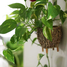 画像をギャラリービューアに読み込む, ポトス(斑入り) 6号 鉢カバーセット