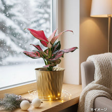 画像をギャラリービューアに読み込む, 【クリスマス限定セット】Table Plants(テーブルプランツ) アグラオネマ ※土を使わずに育てる観葉植物 ※予約商品