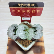 画像をギャラリービューアに読み込む, 【一点物】ハオルチア・玉扇・白熊 2号 美濃焼(四角鉢)セット