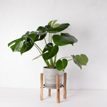 画像をギャラリービューアに読み込む, モンステラ・アダンソニー 6号 シンプルな鉢カバー&ポットスタンドセット