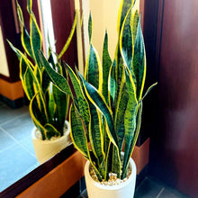 画像をギャラリービューアに読み込む, サンスベリア・ローレンティー 7号 シンプルな植木鉢セット