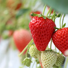 画像をギャラリービューアに読み込む, 【予約商品:10/17発送】イチゴ苗 5品種セット (ポット苗)