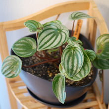 画像をギャラリービューアに読み込む, ペペロミア・サンデルシー(スイカペペ) 1鉢 5号