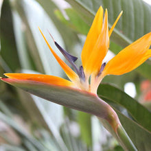 画像をギャラリービューアに読み込む, ストレリチア・レギネ 6号 アーバンプランツポットカバーセット