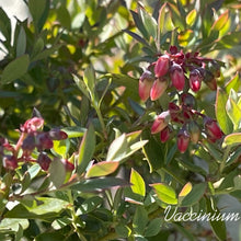 画像をギャラリービューアに読み込む, 【予約商品:11/17発送】ネイティブブルーベリー・プリティ 5号 1鉢
