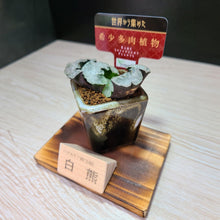 画像をギャラリービューアに読み込む, 【一点物】ハオルチア・玉扇・白熊 2号 美濃焼(四角鉢)セット