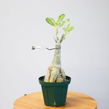 画像をギャラリービューアに読み込む, アデニウム・オベスム 4.5号