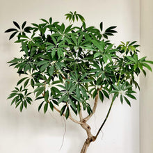 画像をギャラリービューアに読み込む, ホンコンカポック(シェフレラ) 5号 アーバンプランツポットセット