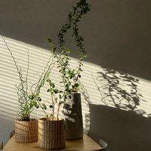 画像をギャラリービューアに読み込む, 【期間限定:2/14まで】雲竜ツゲ・スパイラルドラゴン 4号