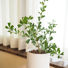 画像をギャラリービューアに読み込む, 【おしゃれな鉢カバーセット】カポック(シェフレラ)・トライアンギュラリス 4号 アーバンプランツポット