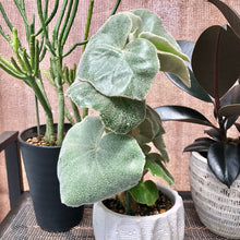 画像をギャラリービューアに読み込む, 【販売期間:6月18日まで】ベゴニア・ベノーサ(ウェノーサ ) 5号 1鉢