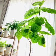 画像をギャラリービューアに読み込む, 【一点物】フィカス・ウンベラータ 8号 沖縄の観葉植物 高さ約150cm No.568