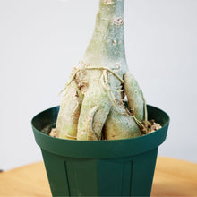 画像をギャラリービューアに読み込む, アデニウム・オベスム 4.5号