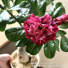 画像をギャラリービューアに読み込む, 【限定100個】アデニウム 抜き苗(裸株)