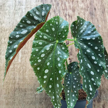 画像をギャラリービューアに読み込む, 【販売期間:6月18日まで】木立ちベゴニア ナガレボシ 6号 1鉢