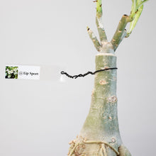 画像をギャラリービューアに読み込む, アデニウム・オベスム 4.5号