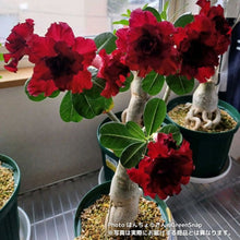 画像をギャラリービューアに読み込む, 【限定100個】アデニウム 抜き苗(裸株)