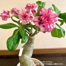 画像をギャラリービューアに読み込む, 【限定100個】アデニウム 抜き苗(裸株)