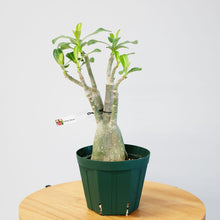 画像をギャラリービューアに読み込む, アデニウム・オベスム 4.5号