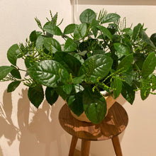 画像をギャラリービューアに読み込む, 【販売期間:7月31日まで】茶蘭(チャラン) 吊鉢 6号 1鉢