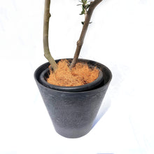 画像をギャラリービューアに読み込む, 香川で育ったオリーブの木 8号 鉢カバーセット