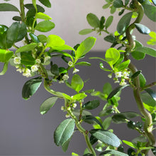 画像をギャラリービューアに読み込む, 【期間限定:2/14まで】雲竜ツゲ・スパイラルドラゴン 4号