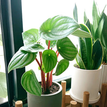 画像をギャラリービューアに読み込む, ペペロミア・サンデルシー(スイカペペ) 1鉢 5号