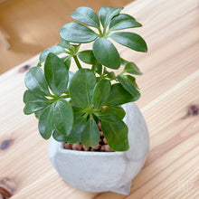 画像をギャラリービューアに読み込む, 【販売期間:5月3日まで】シェフレラ コンパクタ 1鉢