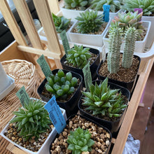 画像をギャラリービューアに読み込む, 【GreenSnap BOX】高知多肉の多肉植物 定期便 (2ヶ月に1回 1個or2個)