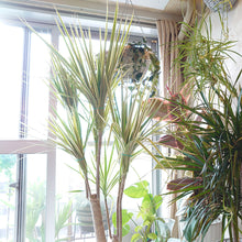 画像をギャラリービューアに読み込む, 【一点物】ドラセナコンシンネ・ホワイボリー 8号 高さ約130cm 沖縄の観葉植物 No.216