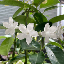 画像をギャラリービューアに読み込む, マツリカ(茉莉花:アラビアンジャスミン)3.5号 3ポット