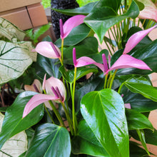 画像をギャラリービューアに読み込む, 【販売期間:7/2まで】アンスリウム・ジゾー(ムラサキ)5号 1鉢