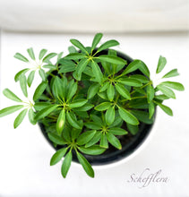 画像をギャラリービューアに読み込む, 【販売期間:5月3日まで】シェフレラ コンパクタ 1鉢