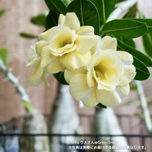 画像をギャラリービューアに読み込む, 【限定100個】アデニウム 抜き苗(裸株)