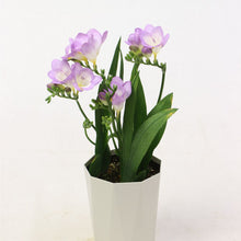 画像をギャラリービューアに読み込む, 【期間限定:1/31まで】フリージア・ブルー 4号 1鉢